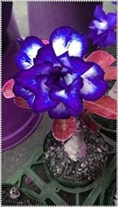 VibeX ® XLR-265 Blue Adenium obesum Desert Rose Seeds Seed Price in ...