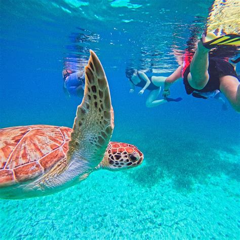 OCTOPUS TOURS COSTA MAYA - All You Need to Know BEFORE You Go (with ...