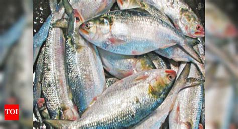 Fish samples free of formalin: KMC | Kolkata News - Times of India