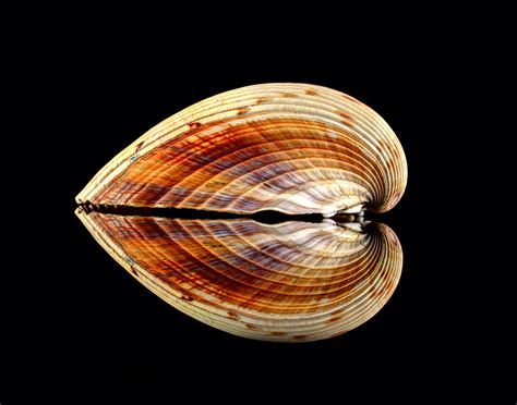 Pawleys Island Nature: A Shell Guide - Pawleys Island