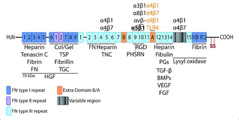 Image result for Fibronectin Molecular Structure