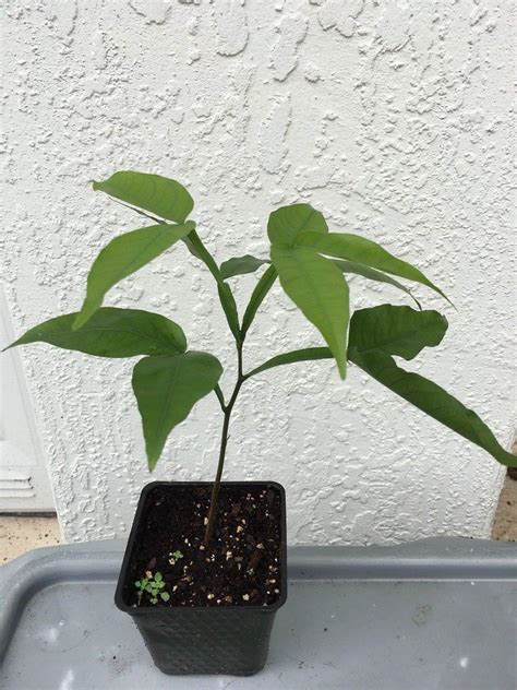 Buy FERRY HIGH GERMINATION ONLY NOT S: SPANISH LIME GENIP MAMONCILLO ...