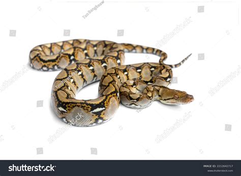 Image result for Baby Reticulated Python