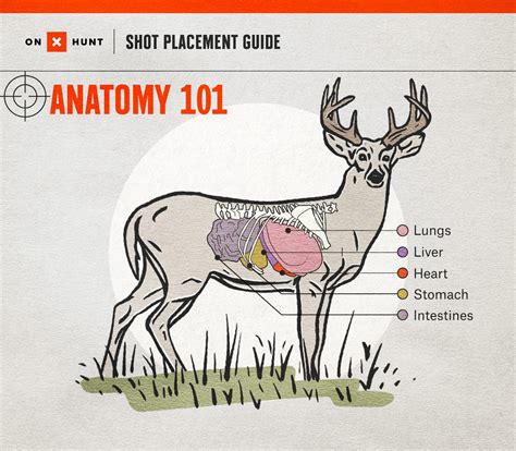 Where To Shoot a Deer: Ultimate Shot Placement Guide & Chart | onX Hunt