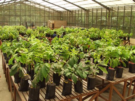 Subsidiaries Of Cocobod