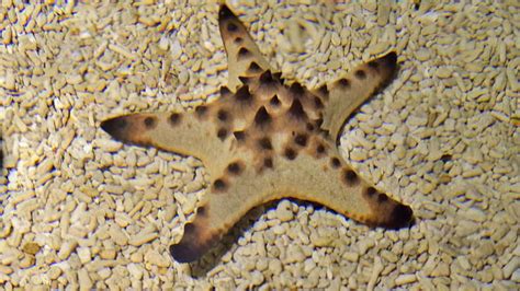 Nature’s regenerators: 5 animals that can grow back lost body parts