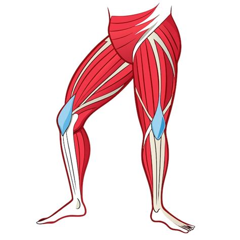 Upper legs muscles anatomy clipart vector art and illustration ...