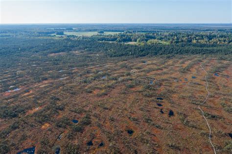 Swamp Aerial View 的图像结果