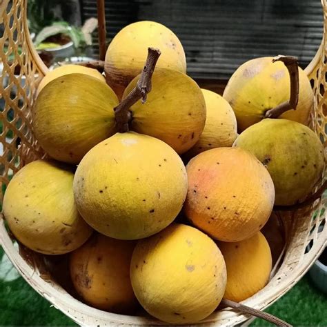 Image result for Kuning Kecapi