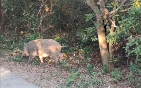 深圳梧桐山上的野猪，被喂成了宠物，过上了“饭来张口”的生活 - 知乎