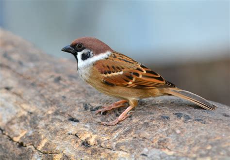 24 Sparrows in Minnesota: Species, Habitats, and Behaviors