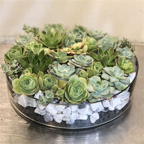 Succulent Mix in West Hollywood, CA | Mosaic Floral Event Design