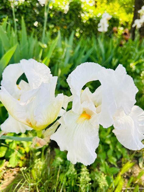 Premium Photo | White iris flowers with a yellow center