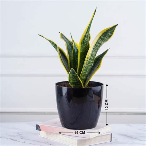 Buy NURTURING GREEN Valencia Multicolour Solid Polypropylene Floor ...