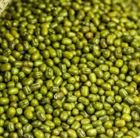 Green Moong Dal Exporter,Wholesale Green Moong Dal Supplier from Morbi ...