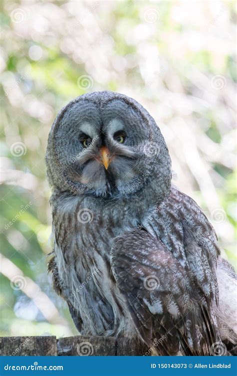 Wise Old Owl Hunched Down Perching on Tree Stump Stock Image - Image of ...