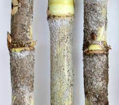 தவேப வேளாண் இணைய தளம் :: பயிர் பாதுகாப்பு