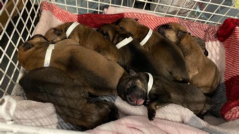 How Do You Take Care Of Abandoned Puppies