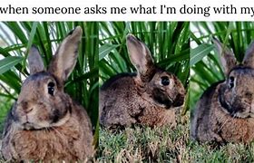 Image result for Baby Bunny Memes