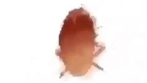 Cockroach Meme 的图像结果