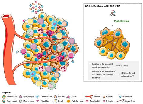 Modulation of the Tumor Microenvironment by Microbiota-Derived Short ...