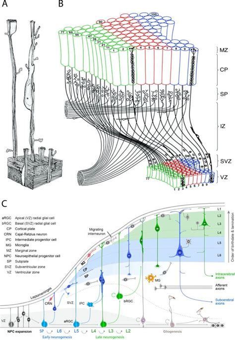 Image result for Prefrontal Cortex Front Perspective