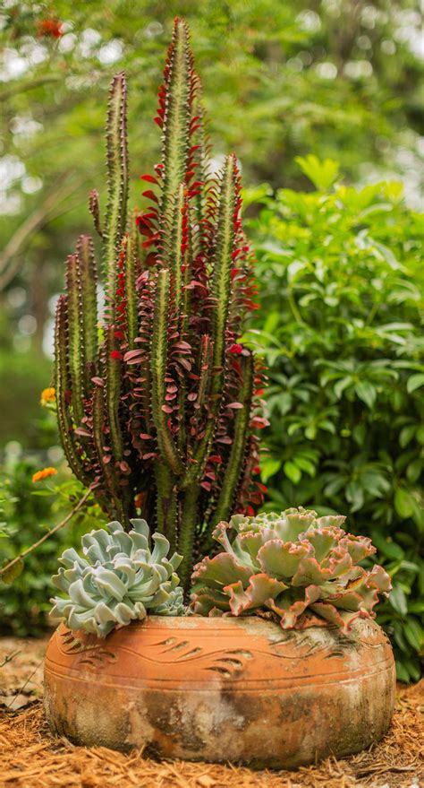 Types Of Tall Succulents