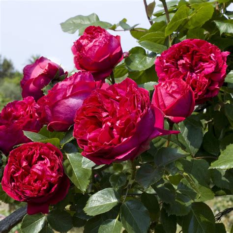 Amazon.com : Heirloom Roses Red Eden® Rose Plant - Live Climbing Rose ...