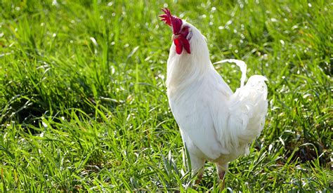 Image result for Animals Using Compouter