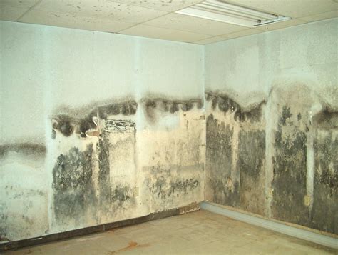 Mold On Cement Walls In Basement Mold In The Basement: Preventive