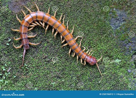 A Centipede is Looking for Prey on a Bush. Stock Photo - Image of centipede, leaf: 258196812