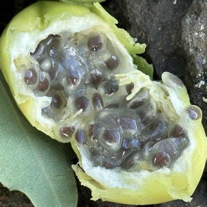 Passiflora sidaefolia Live Plant (Passiflora sidaefolia) – veliyathgardens
