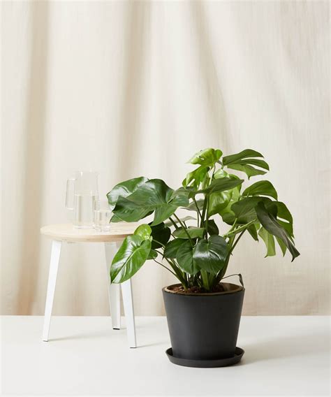 Houseplants For Low Light Office | Shelly Lighting