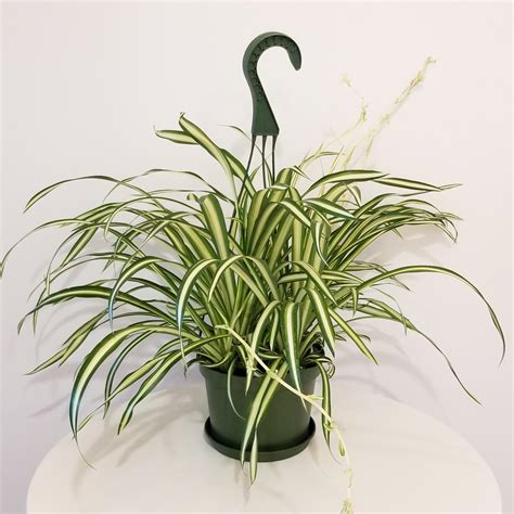 6" Spider Plant Hanging Basket