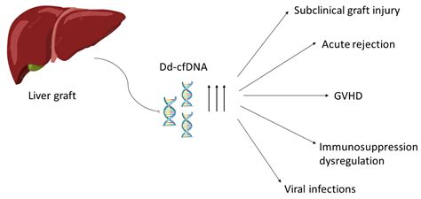 Liver Transplantation and dd-cfDNA: A Small Solution for a Big Problem