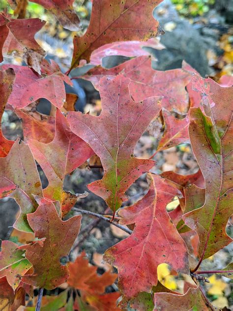 The Martha Stewart Blog : Blog Archive Planting An Allee of Pin Oaks ...