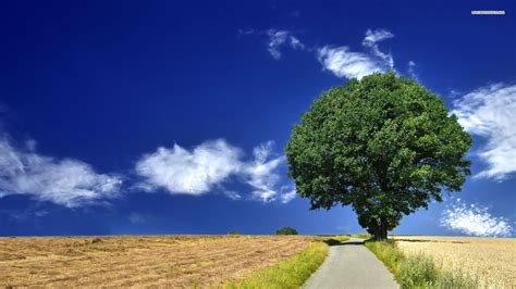 Petition · Avoid Felling of 112 Trees for Road Widening in Palace Road ...