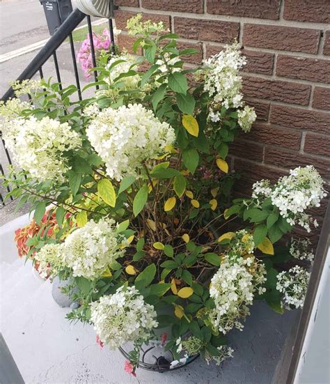 How to Fix Hydrangea Leaves Turning Yellow? - Plants Craze