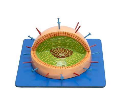 Buy Influenza Virus Model – Enlarged 3D Viral Structure for Biology La