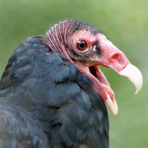 A Tribute to Scavengers and Decomposers | Pet birds, Animals, Vulture
