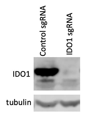 IDO1 antibody (13268-1-AP) | Proteintech