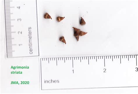 Native Wildflower Seed Gallery