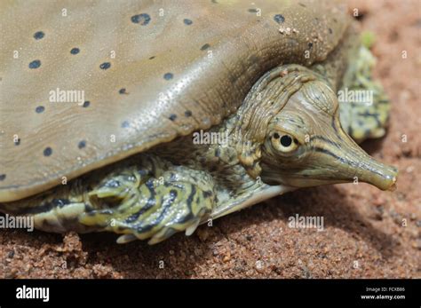 Image result for Spiny Soft Shell Turtle