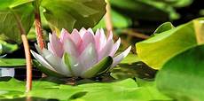fiore loto coltivare fiore di loto la guida idee green fiore loto coltivare fiore di loto la guida idee green