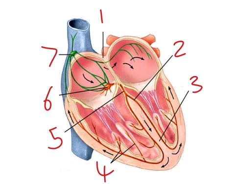Image result for Cardiac Conduction System Flowchart
