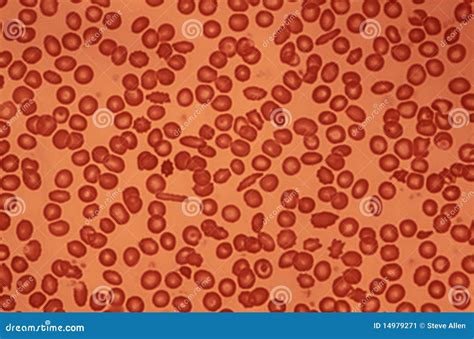 Human Blood Cells stock image. Image of circulation, blood - 14979271