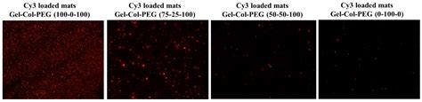 Delivery of Bioactive Gene Particles via Gelatin-Collagen-PEG-Based ...