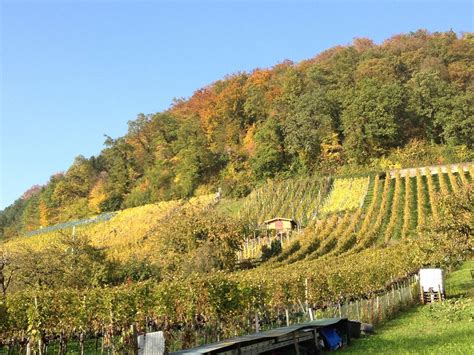 Muttenz Tourism (2024): All You Need to Know Before You Go