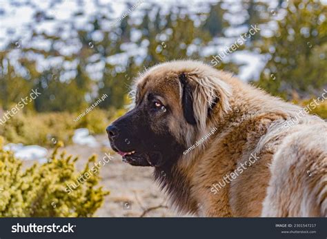 Dog of sharr : 11 images, photos et images vectorielles de stock ...