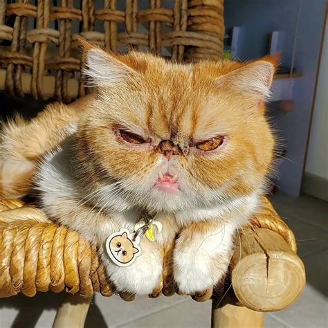 What Breed Is Grumpy Cat